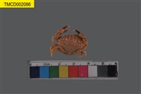 藏品(裸足皺蟹)的圖片